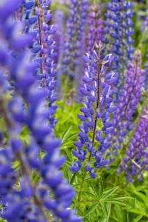 Lupin blossoms (Lupinus polyphyllus), Rio Murta, Carretera Austral, Rio Ibanez, Aysen, Chile, South