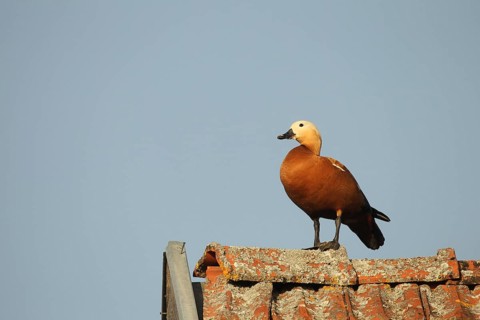 Ruddy shelduck (Tadorna ferruginea) male on the gable of a field barn, Allgaeu, Bavaria, Germany,