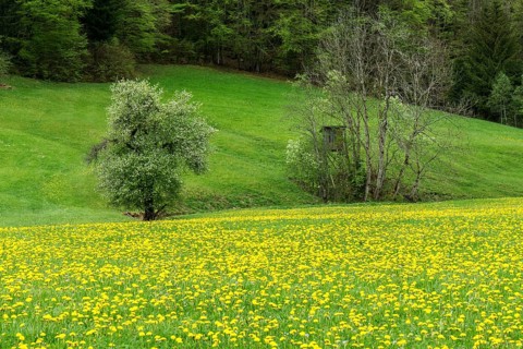 Flowering common dandelion (Taraxacum), near Tiefenbach, Oberstdorf, Oberallgaeu, Allgaeu, Bavaria,