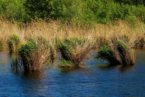 Nature at the large cleaning pond in Beech Forest, Hobrechtswald, Beech, Brandenburg, Germany,
