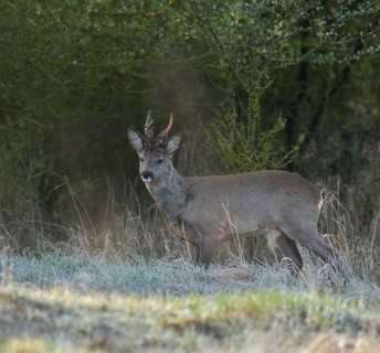European roe deer (Capreolus capreolus), roebuck in winter coat, winter cover, one antler in the