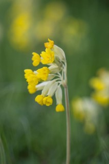 Common cowslip (Primula veris), Thuringia, Germany, Europe