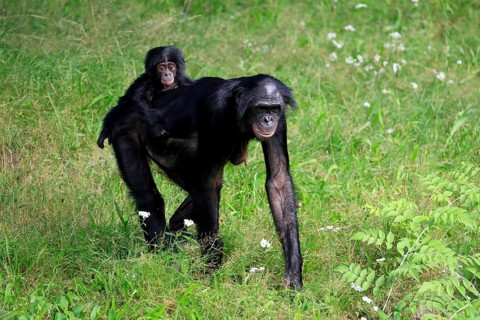 Bonobo, bonobo (Pan Paniscus), female, adult, young animal, foraging, Great ape, Primate,