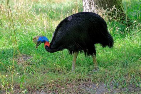 Northern cassowary (Casuarius unappendiculatus), adult, foraging, captive, Papua New Guinea,