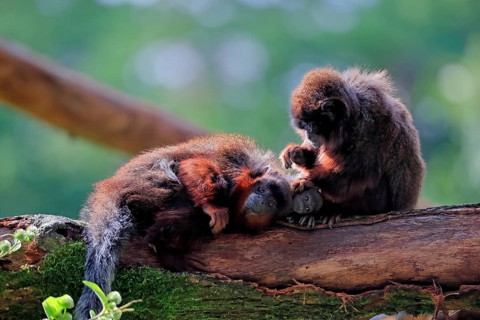 Coppery titi (Plecturocebus cupreus), adult, female, young animal, grooming, on tree, three