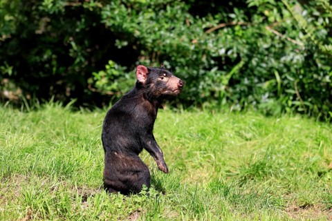 Tasmanian devil (Sarcophilus harrisii), adult, alert, upright, captive, Tasmania, Australia,