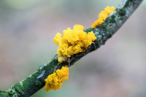 Yellow brain (Tremella mesenterica), sporocarp on a branch, Velbert, North Rhine-Westphalia,