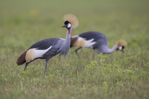 Crowned crane (Balearica regulorum), Ngorongoro Crater, Tanzania, Africa