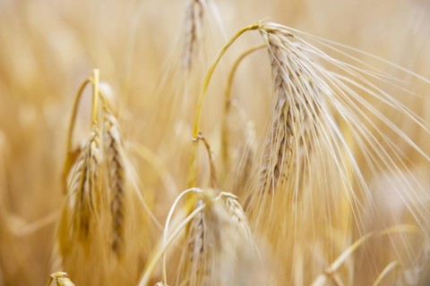 Close-up of ripe barley ears in a cornfield with blurred background, Cologne, North
