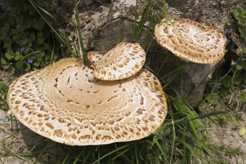 Light brown and tan wild mushrooms growing on tree stumps in spring, Quebec, Canada, North America