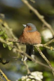 Eurasian chaffinch (Fringilla coelebs) adult male bird on a Hawthorn tree branch, England, United