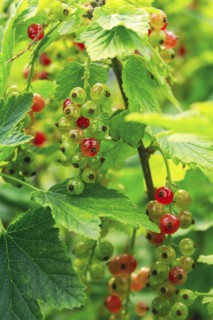 Ribes rubrum, shrub with berries