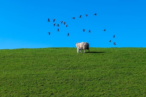 Ewe and lamb, flock of birds on the dyke to the Ems, Pogum, municipality of Jemgum, district of