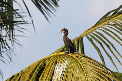 Great Cormorant (Phalacrocorax carbo) on a Palm tree, Backwaters, Kumarakom, Kerala, India, Asia