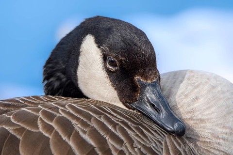 Canada goose (Branta canadensis) on the banks of the Main, Offenbach am Main, Hesse, Germany,