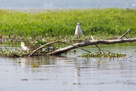 Great egret (Ardea alba) sitting on a tree trunk, Backwaters, Kumarakom, Kerala, India, Asia