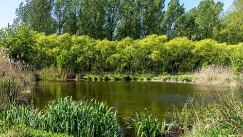 Nature at the large cleaning pond in Beech Forest, Hobrechtswald, Beech, Brandenburg, Germany,