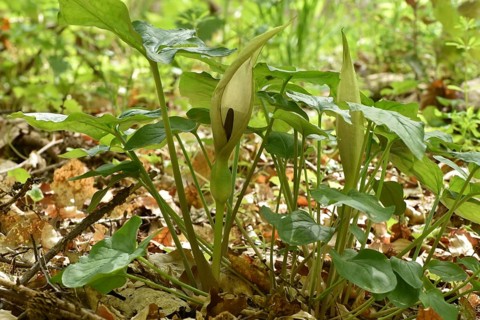 Leaves and flowers of the common arum (Arum maculatum) in the forest of the Hunsrueck-Hochwald