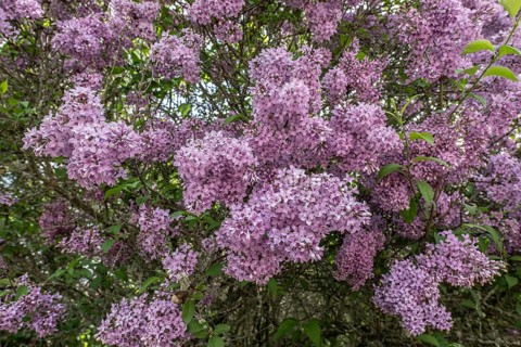 Lilac (Syringa vulgaris), Thuringia, Germany, Europe