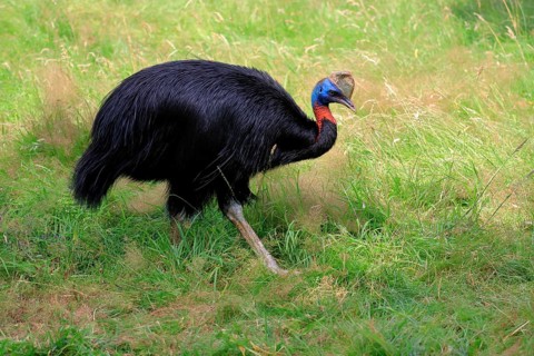 Northern cassowary (Casuarius unappendiculatus), adult, foraging, captive, Papua New Guinea,