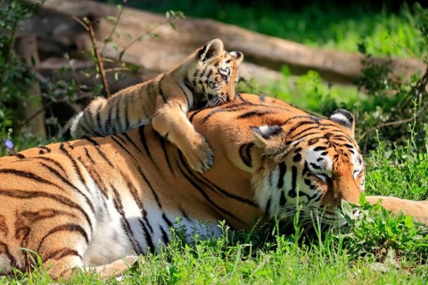 Siberian tiger (Panthera tigris altaica), adult, female, young animal, mother with young, captive