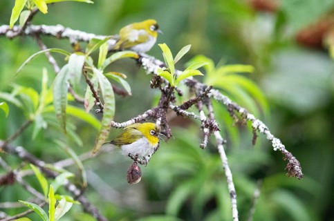 Oriental white-eye (Zosterops palpebrosus), Munnar, Kerala, India, Asia