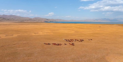Herd of horses, Aerial view, Vast empty landscape at the mountain lake Song Kul in autumn, Moldo