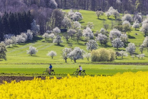 Blossoming fruit trees in the orchards of the Swabian Alb, cyclist, spring near Bissingen an der