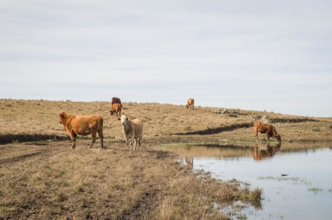 Cattle drinking water in farm lake, Cambara do sul, Rio Grande do sul, Brazil, South America
