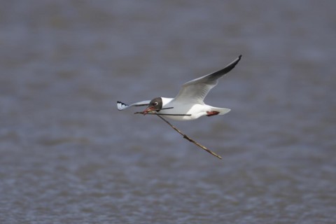 Black headed gull (Chroicocephalus ridibundus) adult bird in flight carrying nesting material in