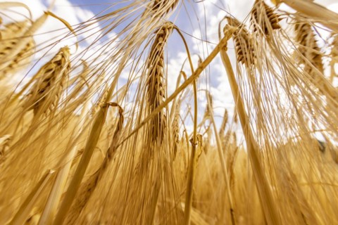 Detailed view of ripe barley ears on a cornfield, Cologne, North Rhine-Westphalia, Germany, Europe