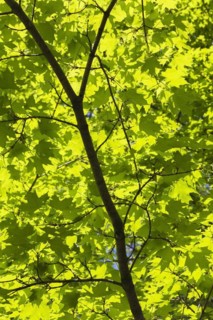 Backlit and silhouetted Acer, Maple tree leaves in spring, Montreal, Quebec, Canada, North America