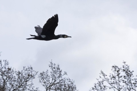 Cormorant in flight (Phalacrocorax carbo), Geltinger Birch, Goldhoeft, Nieby, Schlei,