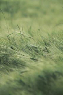 Green ears of barley in a field