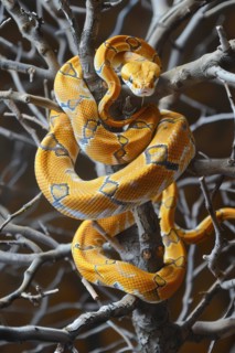 Stylized yellow tree snake wrapped around branches, AI generated