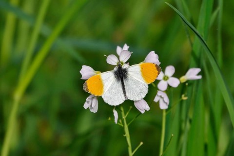 Orange tip butterfly, Spring, Germany, Europe