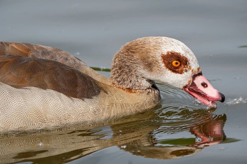 Egyptian geese (Alopochen aegyptiaca) in the River Main, Offenbach am Main, Hesse, Germany, Europe