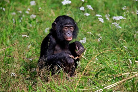 Bonobo, bonobo (Pan Paniscus), young animal, feeding, sitting, meadow, Great ape, Primate,