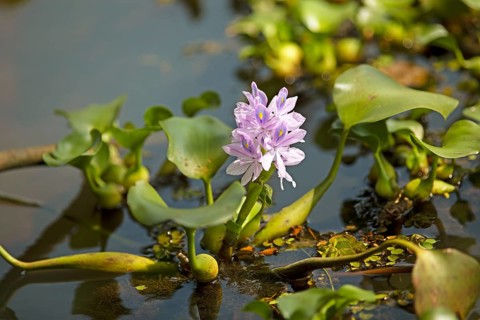 Water hyacinth (Pontederia subg. Eichhornia) in bloom, Backwaters, Kerala, India, Asia