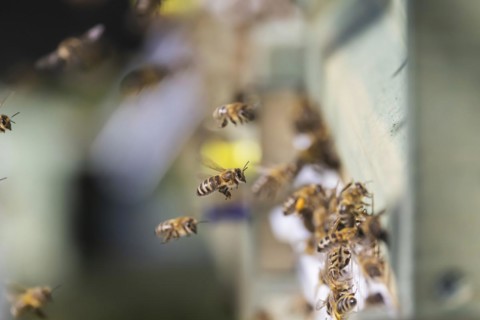 Beehive with flying bees, spring in the Swabian Alb, Weilheim an der Teck, Baden-Wuerttemberg,