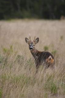 Roe deer (Capreolus capreolus) adult male buck standing in grassland, Suffolk, England, United