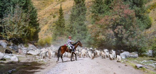 Riders driving a large flock of sheep on the road, Karkyra valley, Tuep rayon, Kyrgyzstan, Asia