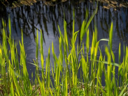 Grasses at a ditch at the natural beach Hilgenriedersiel at the North Sea coast in East Frisia,