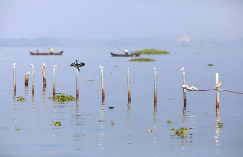 Great Cormorant (Phalacrocorax carbo) and Whiskered Terns (Chlidonias hybrida) perched on poles in