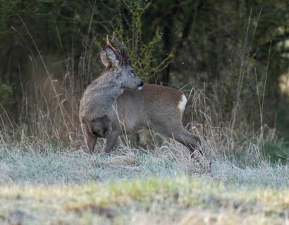 European roe deer (Capreolus capreolus), roebuck in winter coat, winter cover, one antler in the