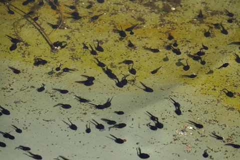 Tadpoles in a pond, April, Germany, Europe
