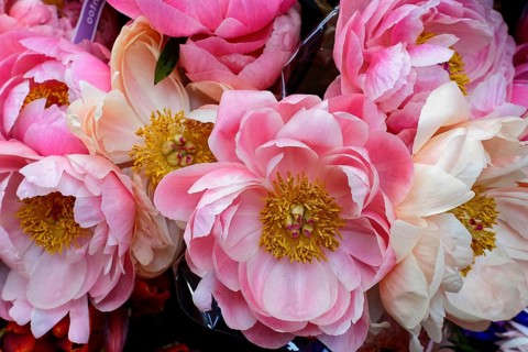 Ostrich of delicate pink European peonies, (Paeonia lactiflora), full and lush, flower sale,
