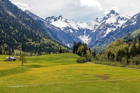 Landscape with yellow flowering meadow, behind Kratzer and Trettachspitze, Trettachtal, near