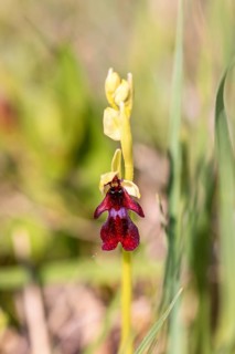 Close up at a Fly orchid (Ophrys insectifera) in bloom on a meadow