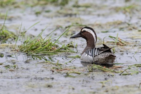 Garganey (Spatula querquedula), Lower Saxony, Germany, Europe